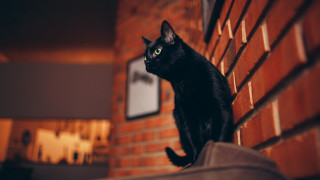 Black cat brick wall clock - f 1. free wallpaper for desktop
