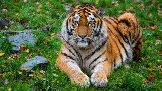 Tiger lying grass rocks leaves - free cats wallpaper