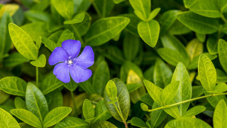 Blue flower green leaves sunlight - growing free wallpaper