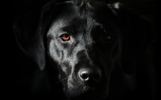 Black dog yellow eye chiaroscuro 2 - a yellow eye free wallpaper