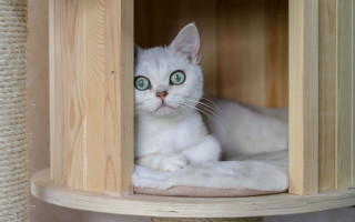White cat green eyes wooden 2 - symmetrical eye free wallpaper