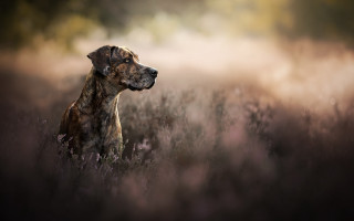 Dog tallgrass blurrybackground photorealistic elkevogelsang - tall grass free wallpaper for desktop