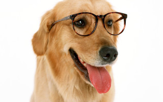 Dog glasses tongue out looking - glass free wallpaper