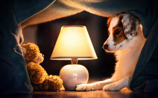 Dog blanket lamp teddy night - diffuse lighting free wallpaper for desktop