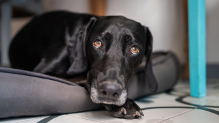 Black dog pillow sad look - a pillow free wallpaper