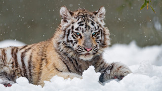Tiger snowfall aurora blueeyes night - a tiger free wallpaper