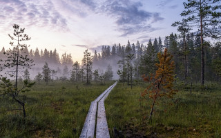 Wooden path foggy field nature 2 - a trail free wallpaper