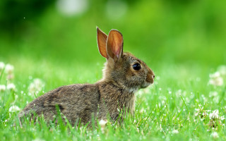 Rabbit grass blue eyes nature - its ear free wallpaper