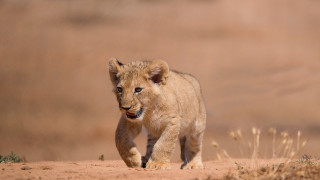 Lion cub wildlife curious tilt - a dirt field free wallpaper