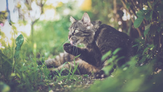 Cat sitting grass looking up - closed free wallpaper