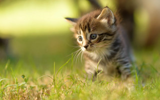 Kitten walking grassy field blue - a grassy field free wallpaper