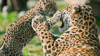 Cheetah play grass zoo arts - the zoo free wallpaper