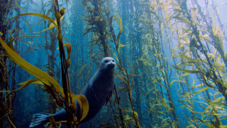 Seal seaweed ocean yellow tube - colin moss free wallpaper