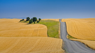 Road field tree blue sky - a blue sky above free wallpaper for desktop