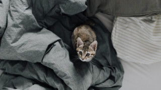 Cat blankets bed pillow blurry - postminimalism free wallpaper for desktop