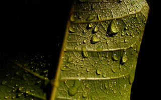 Green leaf water drops macro 42 - a green leaf free wallpaper
