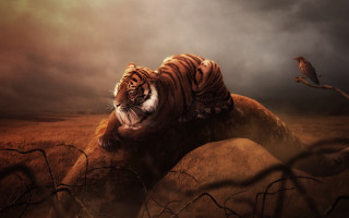 Tiger rock field bird fantasy - a dark sky in the background free wallpaper for desktop