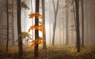 Foggy forest autumn leaves magic - the foggy day time free wallpaper