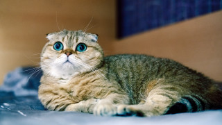 Sad cat blue eyes bed - big eye free wallpaper