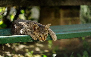 Cat green bench outdoor closed - something free wallpaper for desktop
