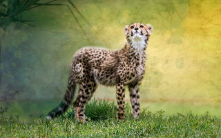 Cheetah standing grass looking up - a yellow background behind free wallpaper