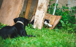 Black white animals park nature - dog free wallpaper