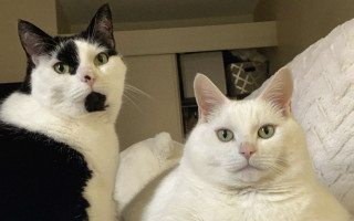 Black white cats sitting bed - free cats wallpaper