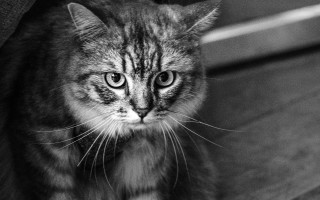 Sad cat bench blackwhite eye - brassaï free wallpaper