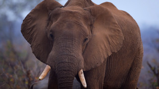Elephant tusks field forest fog - fog in the background free wallpaper