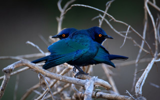 Blue bird branch yellow eye - visible free wallpaper