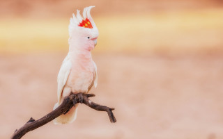 White bird red head branch 2 - a red head free wallpaper