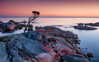 Lone tree rocks water sunset - a lone tree free wallpaper