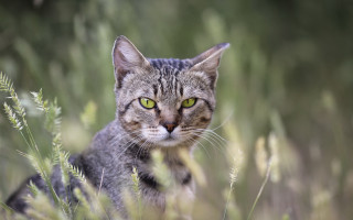 Cat green eyes grass serious - something free wallpaper for desktop
