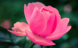 Pink flower green background blurry 18 - a blurry image free wallpaper