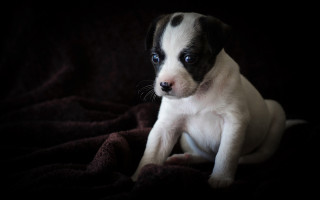 Black and white puppy sad - puppy free wallpaper