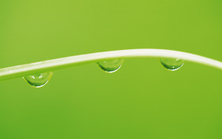 Green leaf water drops macro 5 - a white line free wallpaper