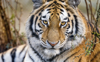 Tiger grass serious eye animal - a tiger free wallpaper