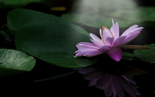 Purple flower floating pond green - a pond free wallpaper for desktop