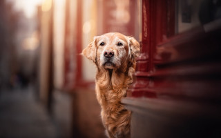 Sad dog outside building photorealistic - outside free wallpaper for desktop