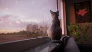 Black cat window sill rain - a window sill free wallpaper