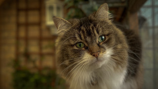 Cat green eyes blurry background - brenda chamberlain free wallpaper for desktop