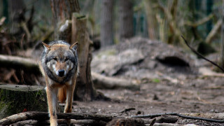 Wolf forest log sharp focus - a wolf free wallpaper