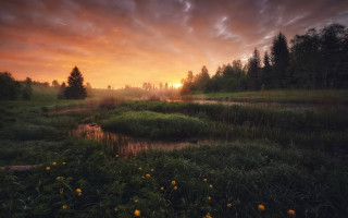 Sunset river forest wildflowers trees - sunrise free wallpaper