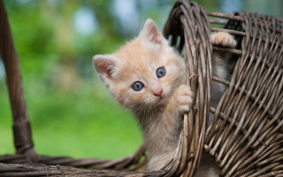 Kitten blue eyes basket outdoor - a table outside free wallpaper