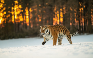 Tiger snow forest sunset wildlife - a tiger free wallpaper for desktop