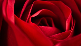 Red rose macro romanticism white - anne dunn free wallpaper for desktop