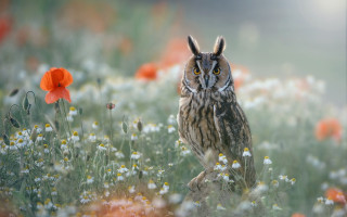 Owl flower field red background - an owl free wallpaper