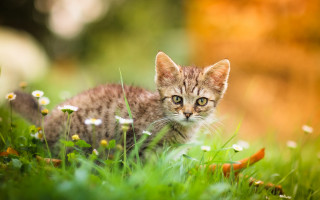 Curious kitten in grass nature - a small kitten free wallpaper
