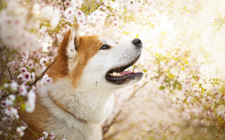 Dog tree cherry blossoms sunbeam - chang daichien free wallpaper