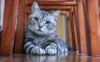 Sad cat under chair green - symmetrical eye free wallpaper